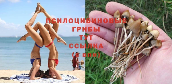 стаф Тавда